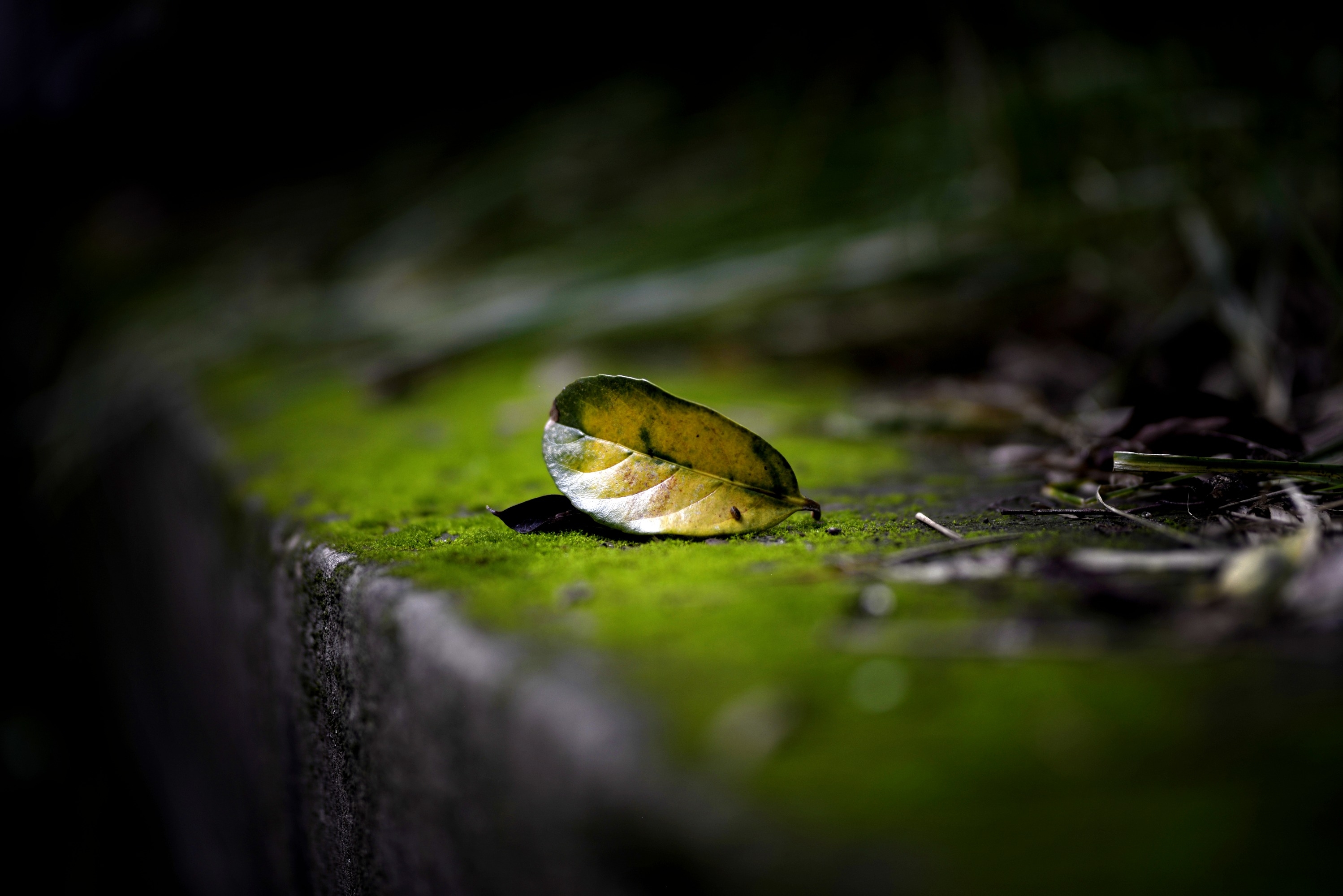 随笔静看花开花落宁静方可致远