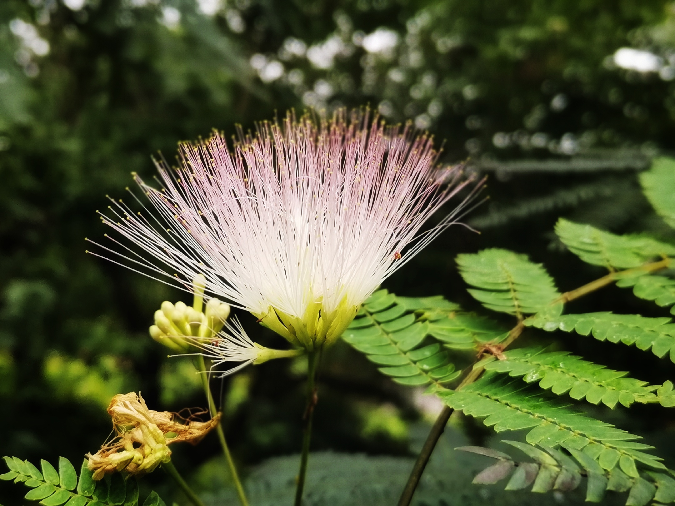 吉祥之花合欢树首发