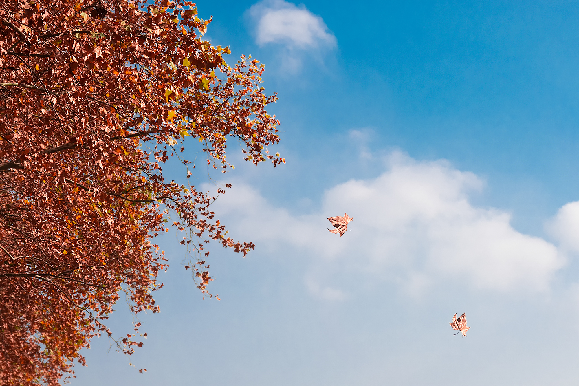 原创首发 一阵秋风簌簌地吹过,一片片梧桐落叶飘呀飘呀,随风飘向远方