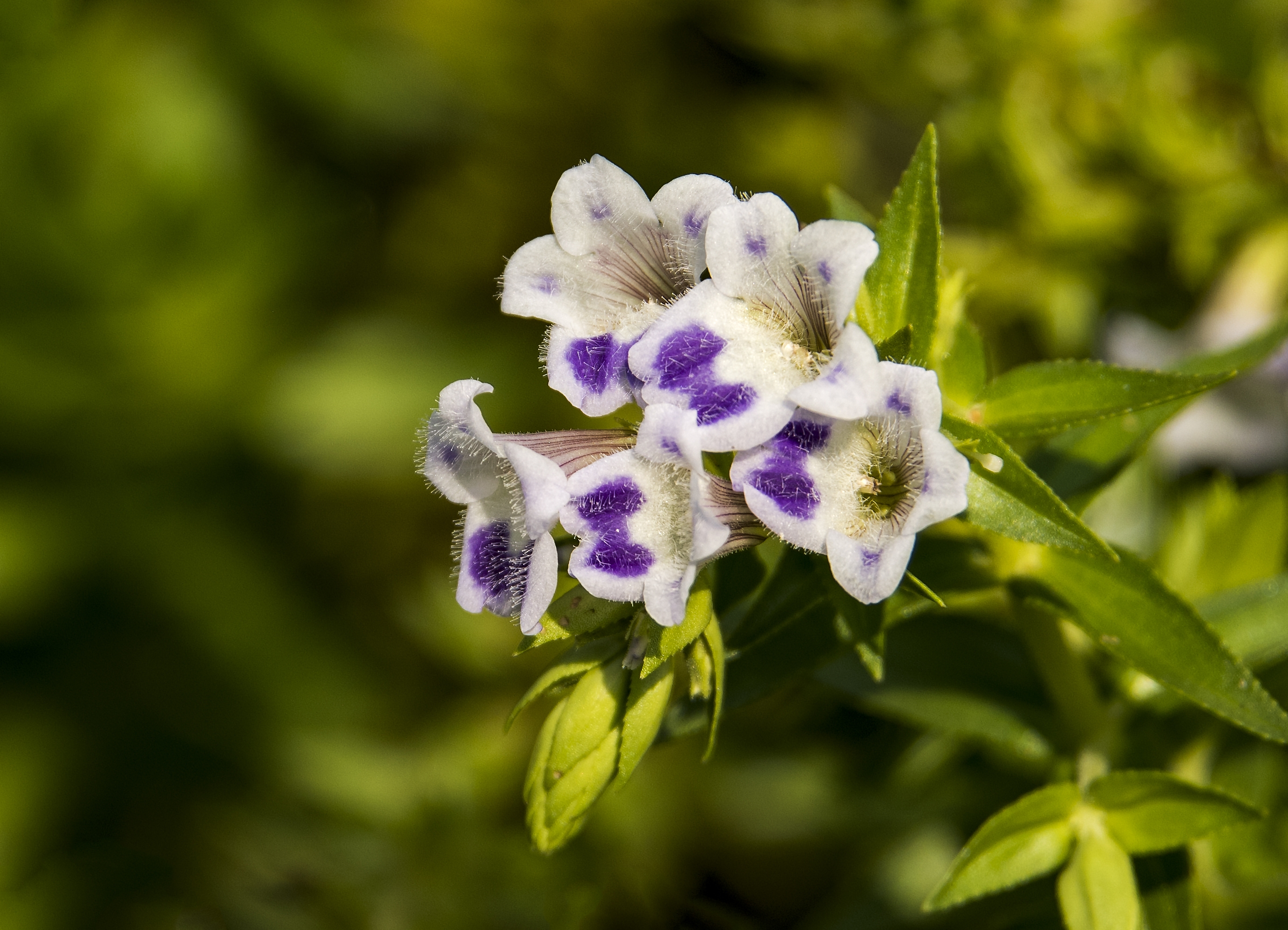大尾石龙花首发