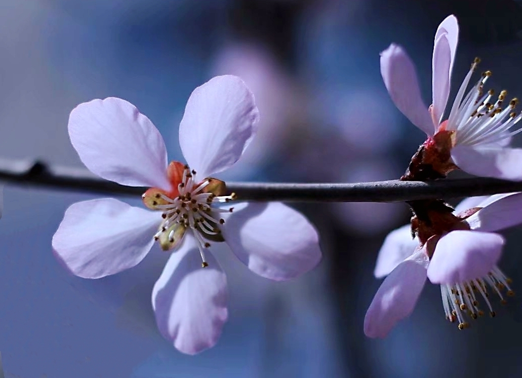 雪中花