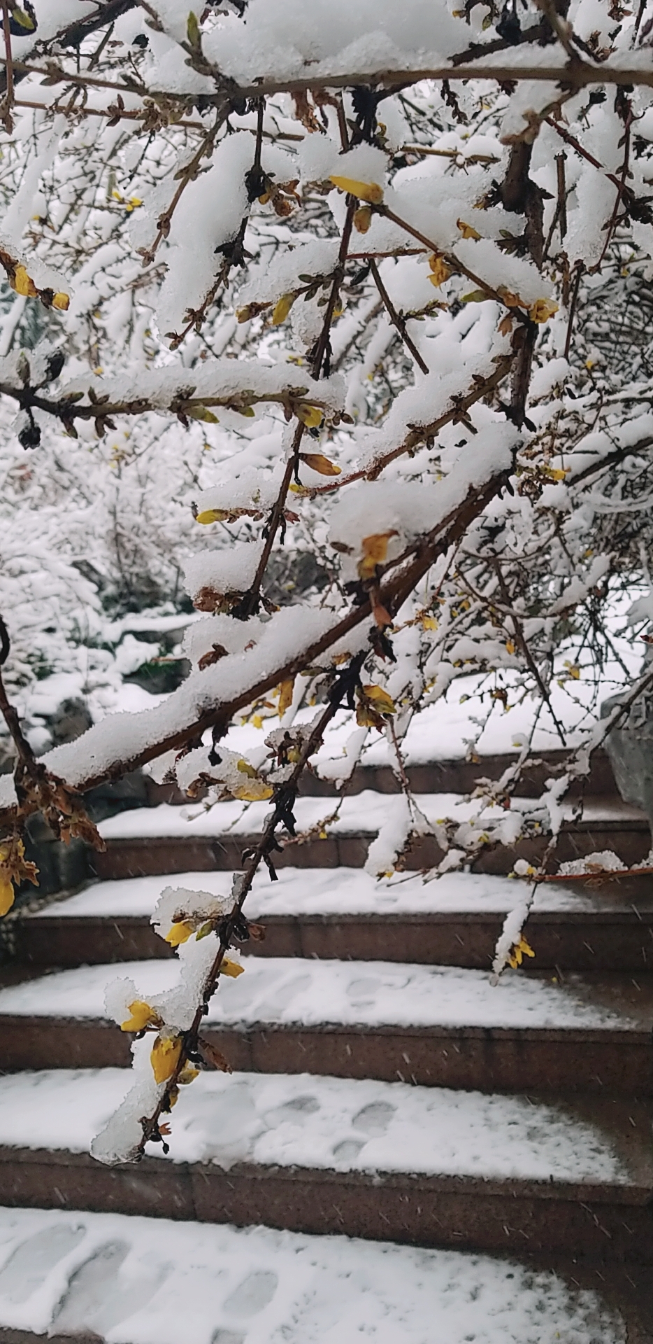 雪興雅集寄春雪文/誦 嬿