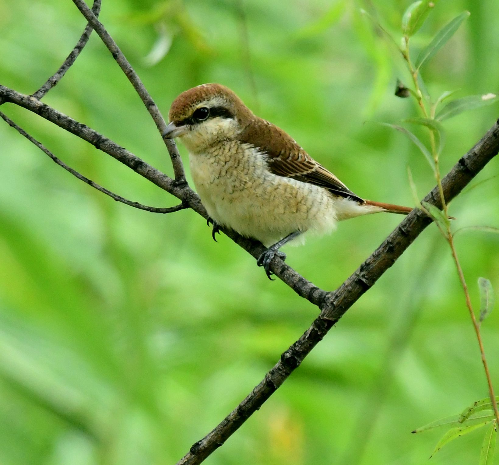 小猛禽之红尾伯劳鸟首发