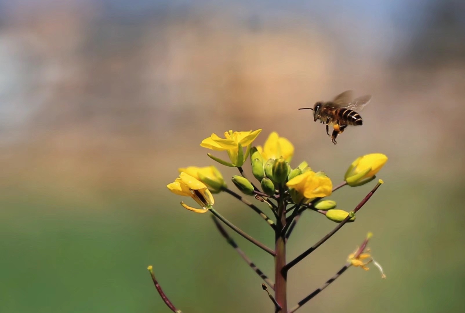 【首发】飞翔的蜜蜂