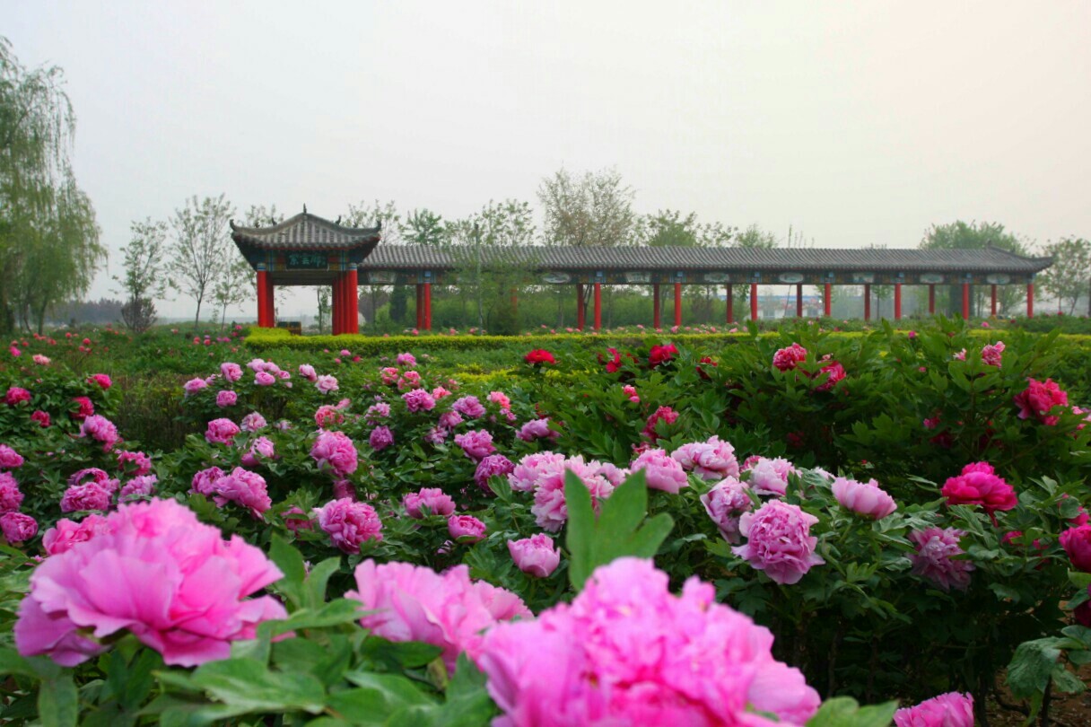 神秘色彩"牡丹神祭祀仪式"4月22日在柏乡汉牡丹园隆重举行