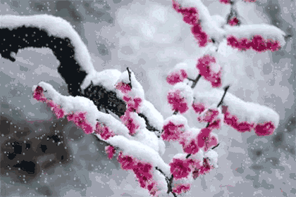 听紫玉冰秋原创听雪