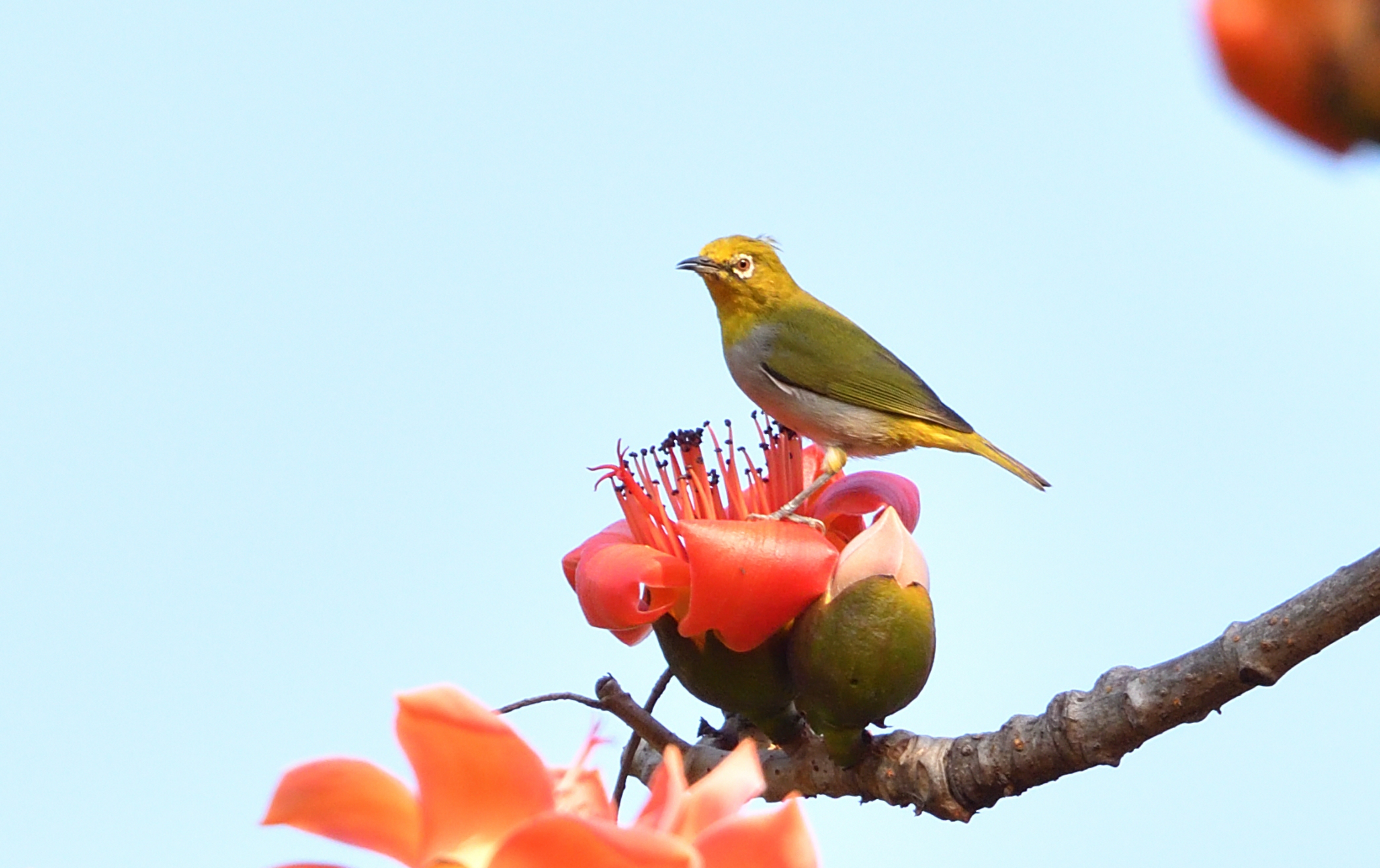 首发绣眼鸟爱上木棉花①
