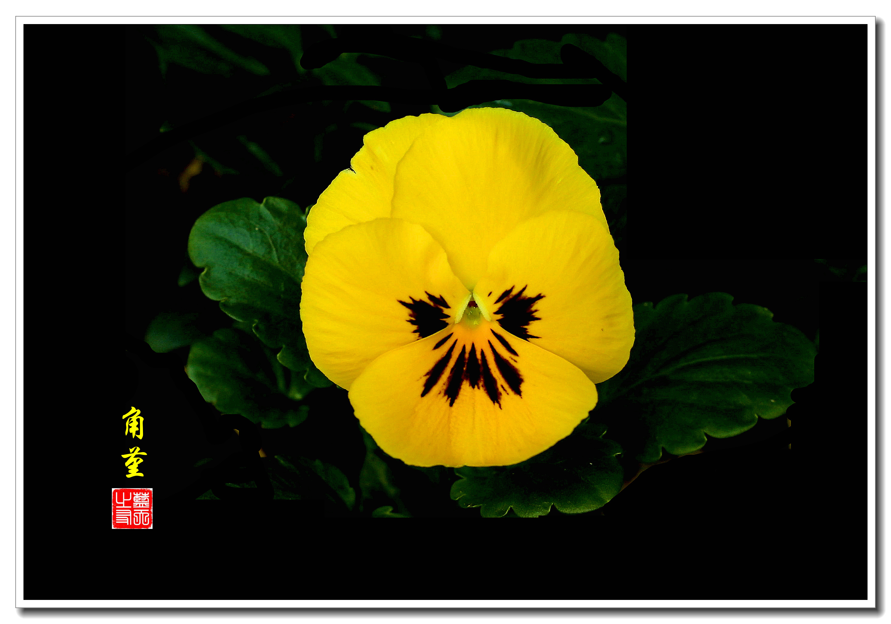 它是花两性,两侧对称,花梗腋生.