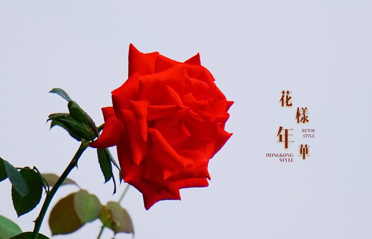 拍摄,编辑/大海 部分文字参考网络 秋风起,紫马岭公园开满了月季花