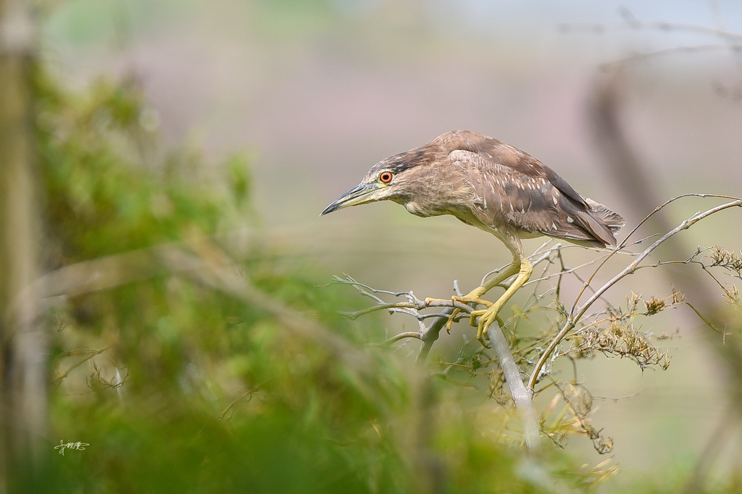 夜鹭属(学名:nycticorax)是一些中型体态的涉禽.