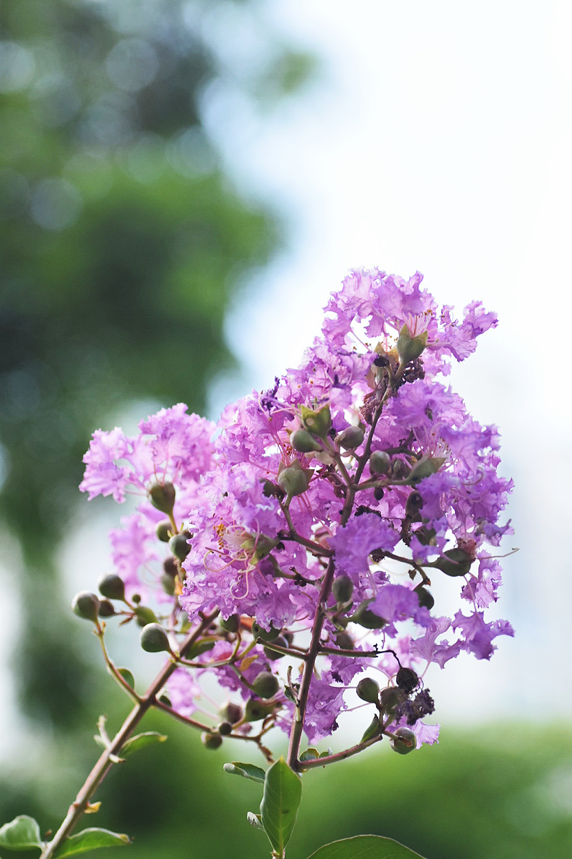 紫薇花一夏天美丽的风景首发