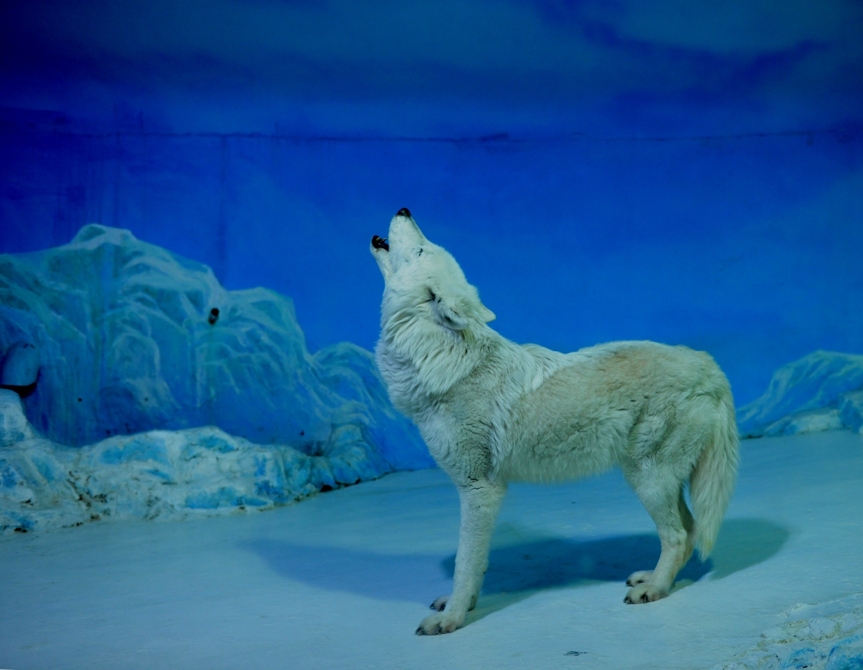 哈尔滨极地馆世界著名极地动物大咖秀