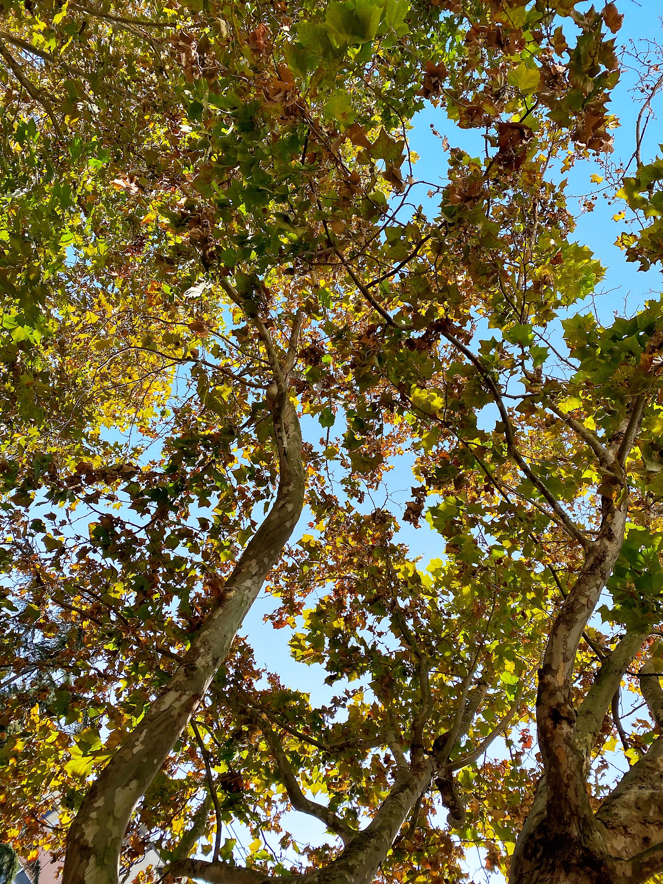 深秋的梧桐树首发