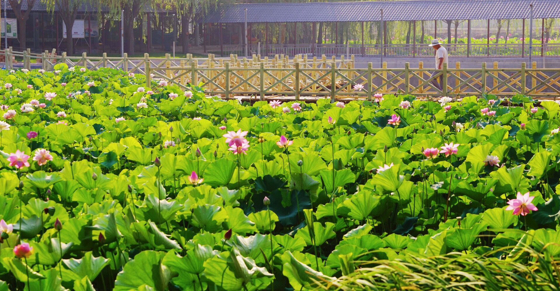 且听风吟/今日聊城南湖湿地公园