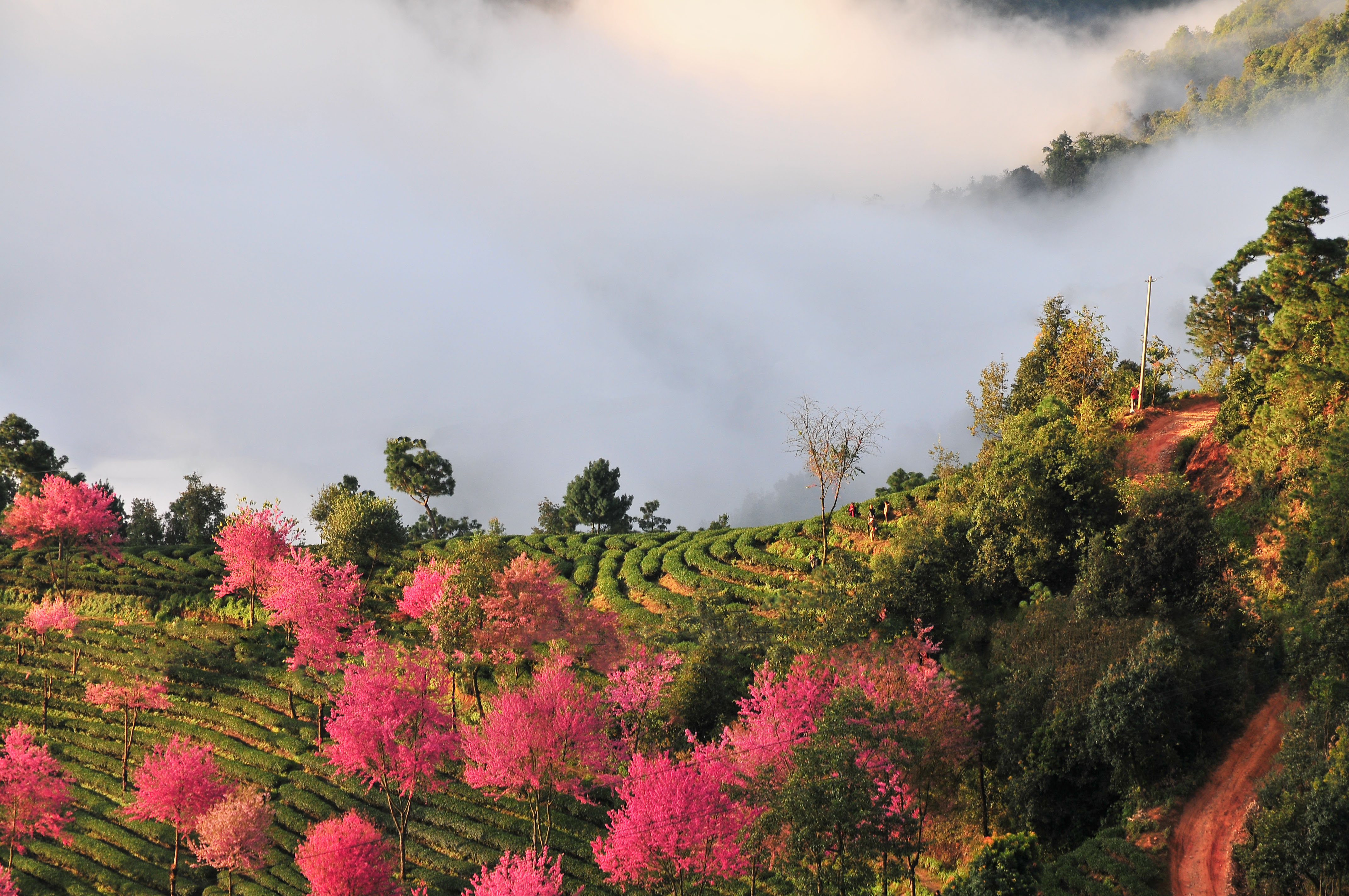 南涧樱花谷.层层绿色的茶山,点缀着粉红的冬樱花.