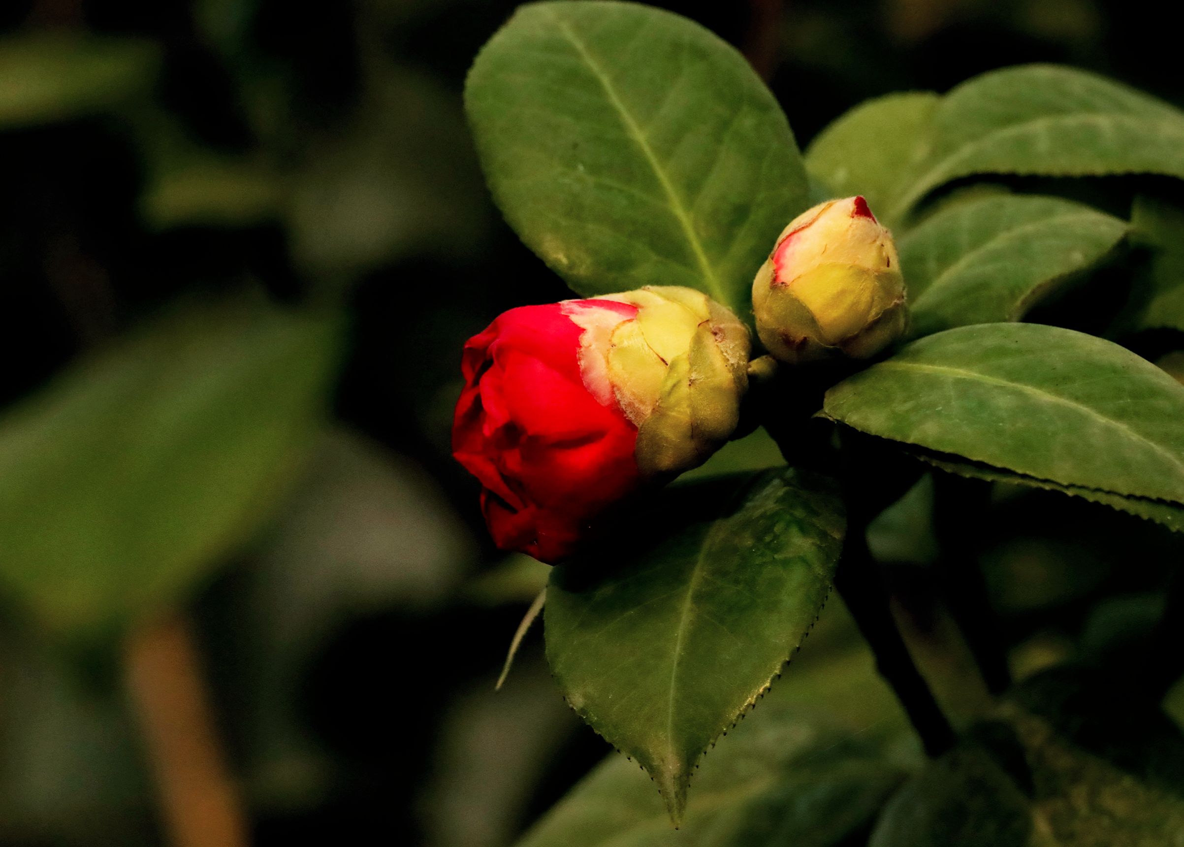 红露珍茶花首发