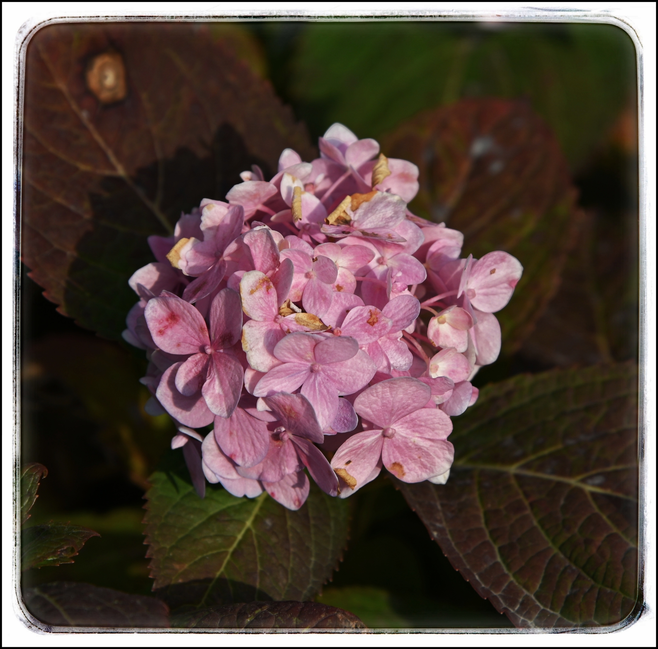 首发会变色的绣球花