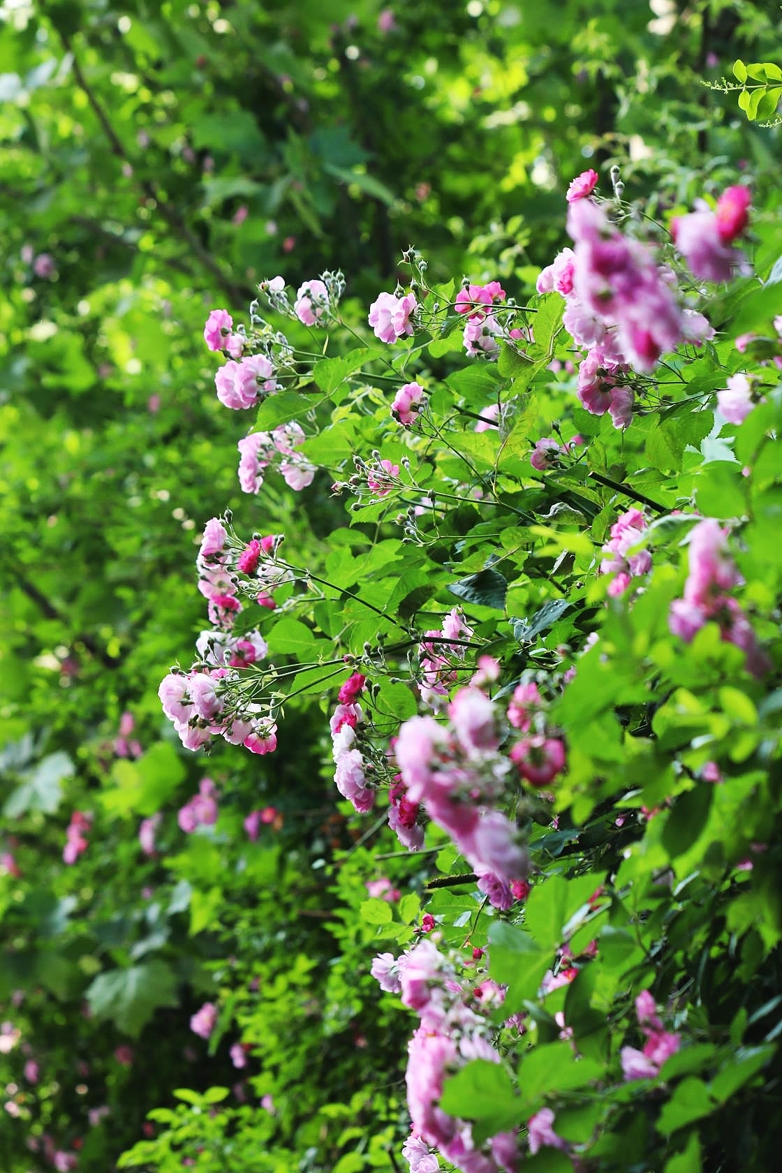 蔷薇花开爬满墙