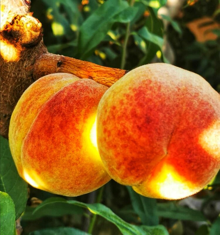 天山大雪桃硕果累累庆双节