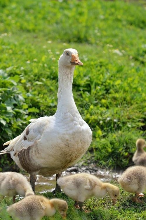 雄诗豪歌同题咏鹅