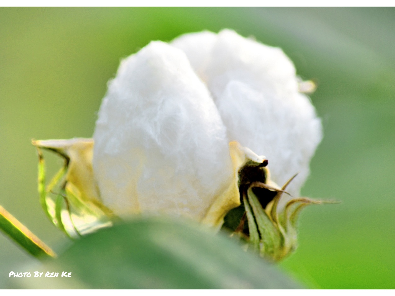 【首发】陆地棉