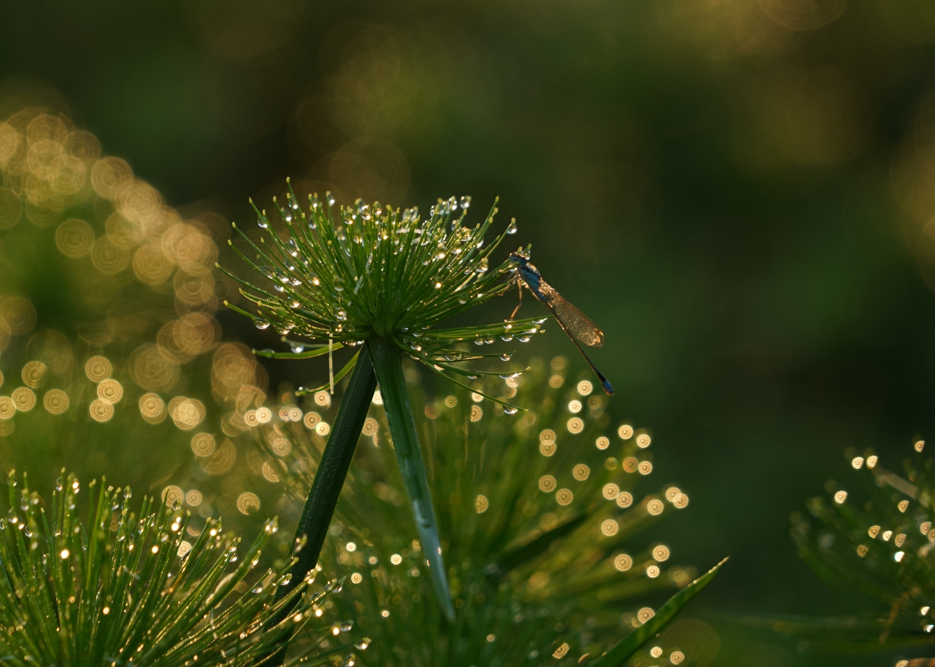 晨光中的纸莎草