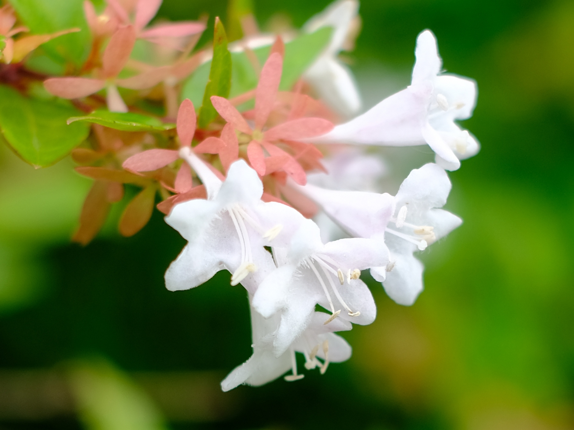 不熟知的大花六道木