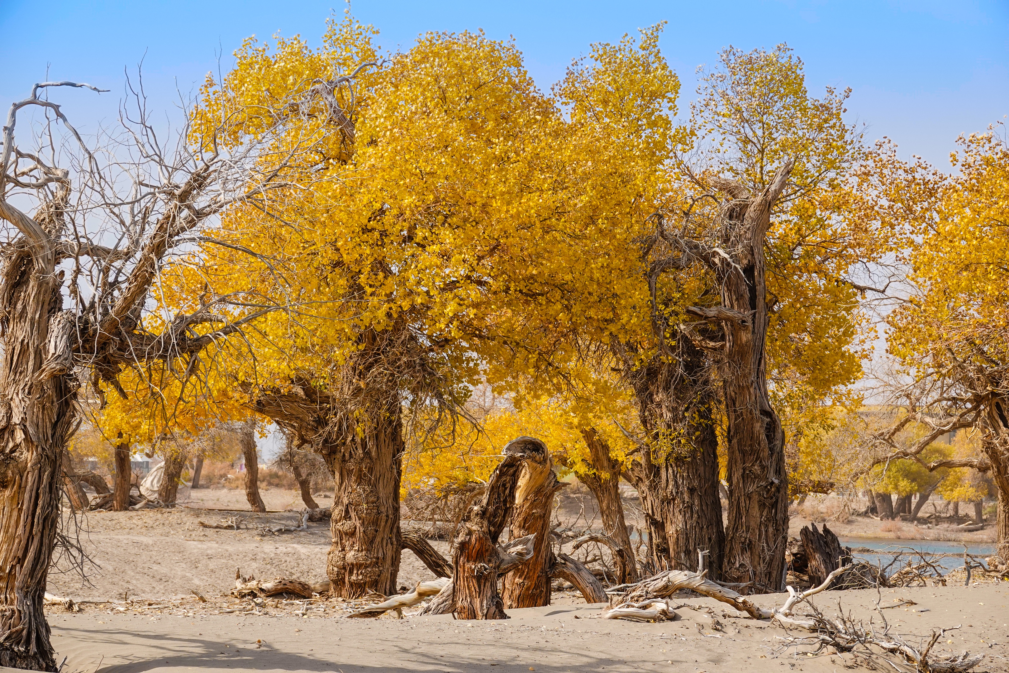 额济纳胡杨林—邂逅如诗般秋天的童话美景!【摄影首发】