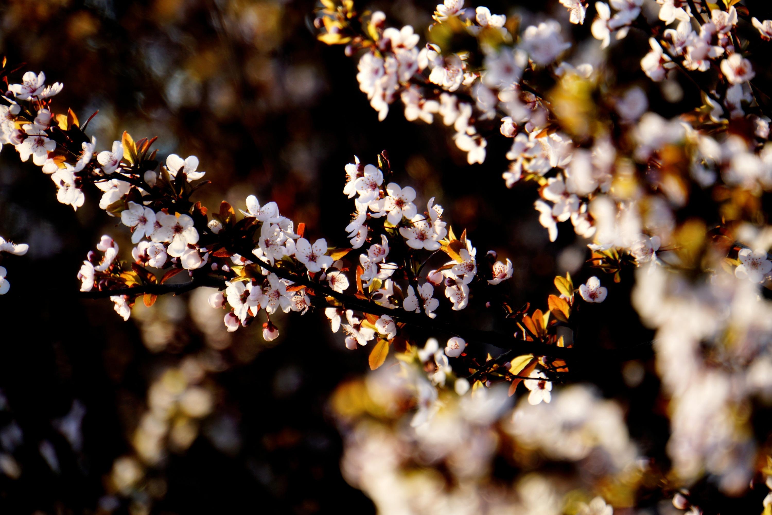 光影婆娑花绽放
