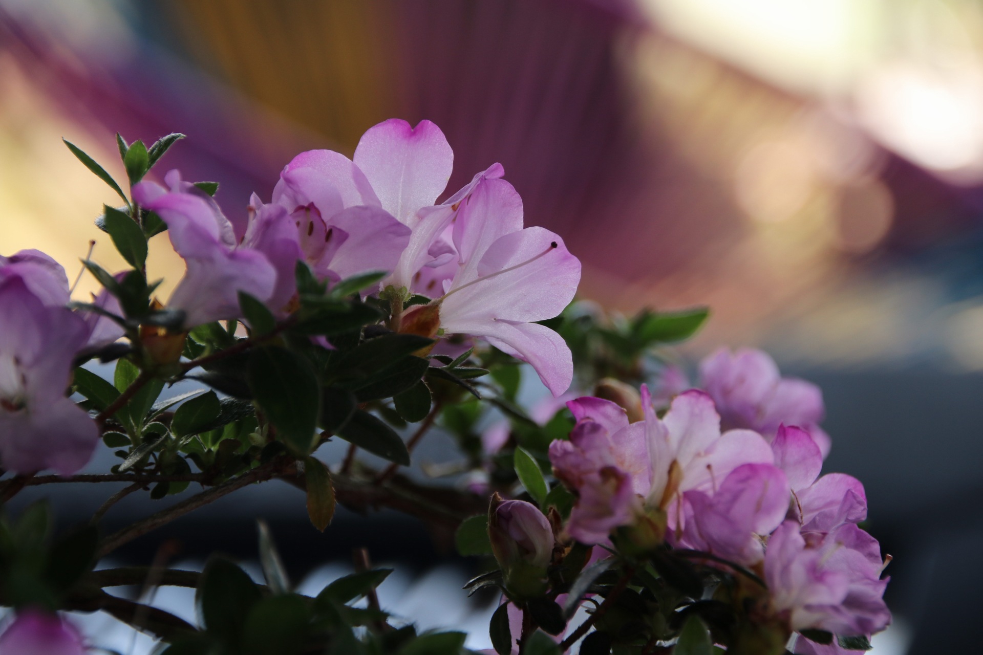 漳平永福杜鹃花盛开芬芳