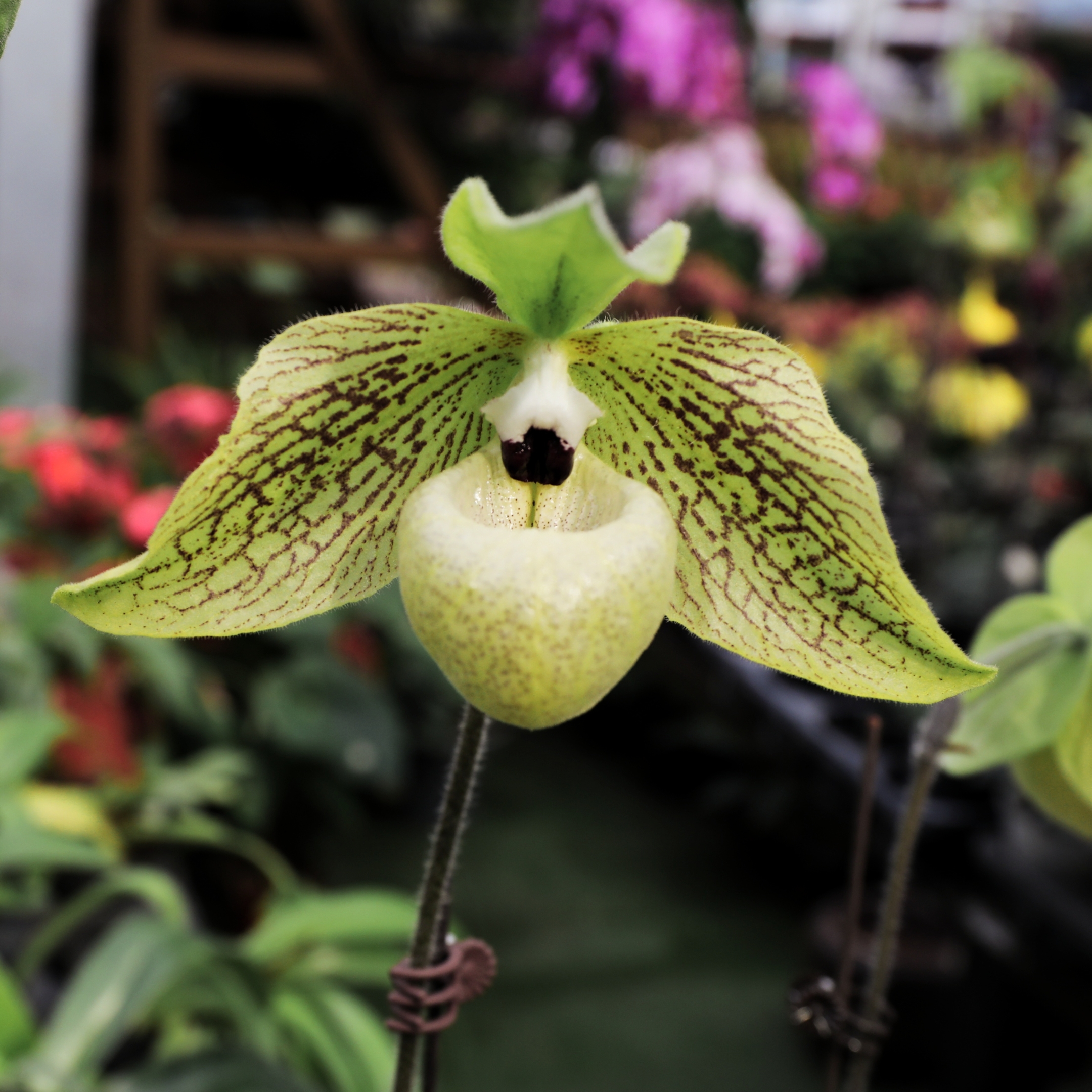 【vv首发】兰花/兜兰