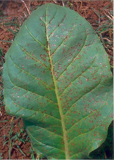 要想烤烟种得好,防治这些少不了