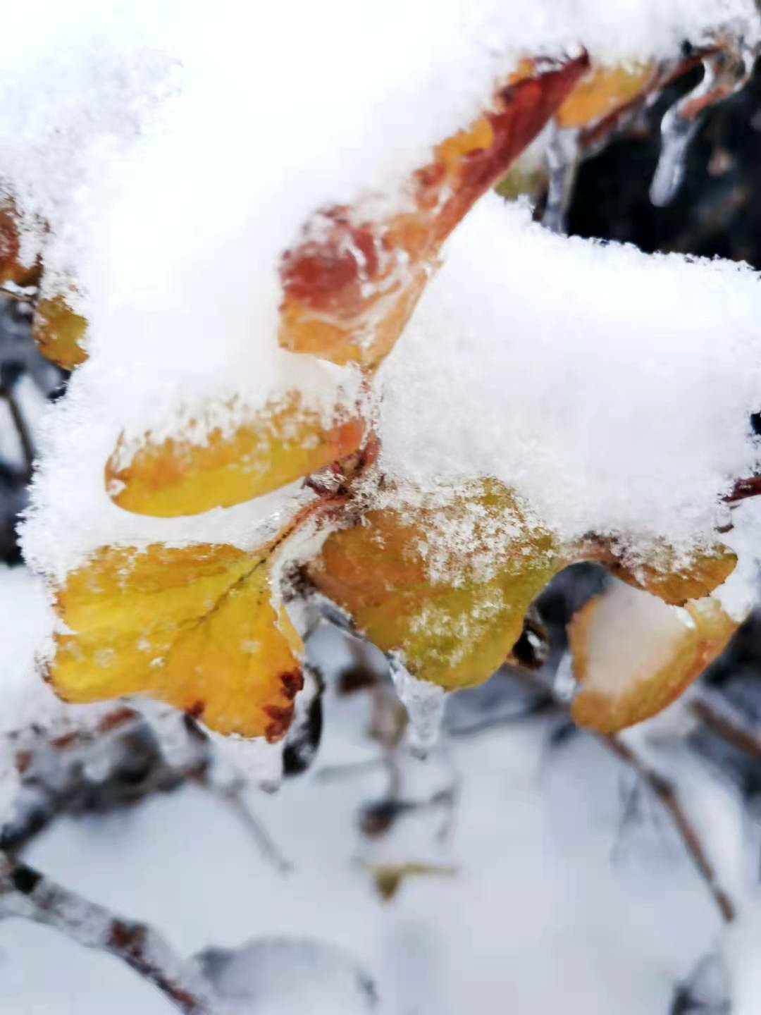 水墨雪