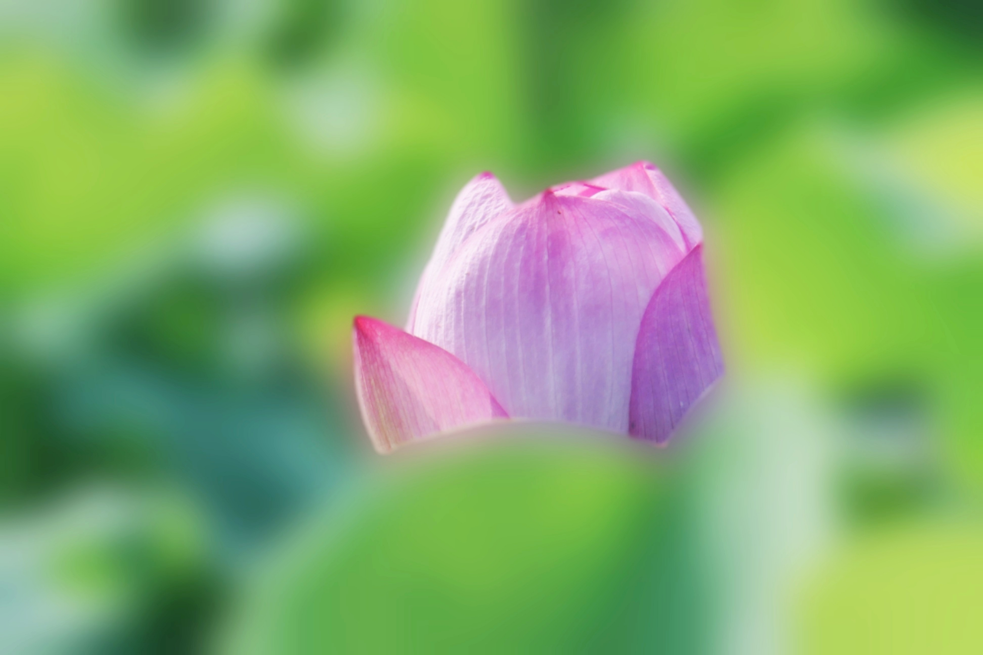 梦幻中的荷花朦胧的美