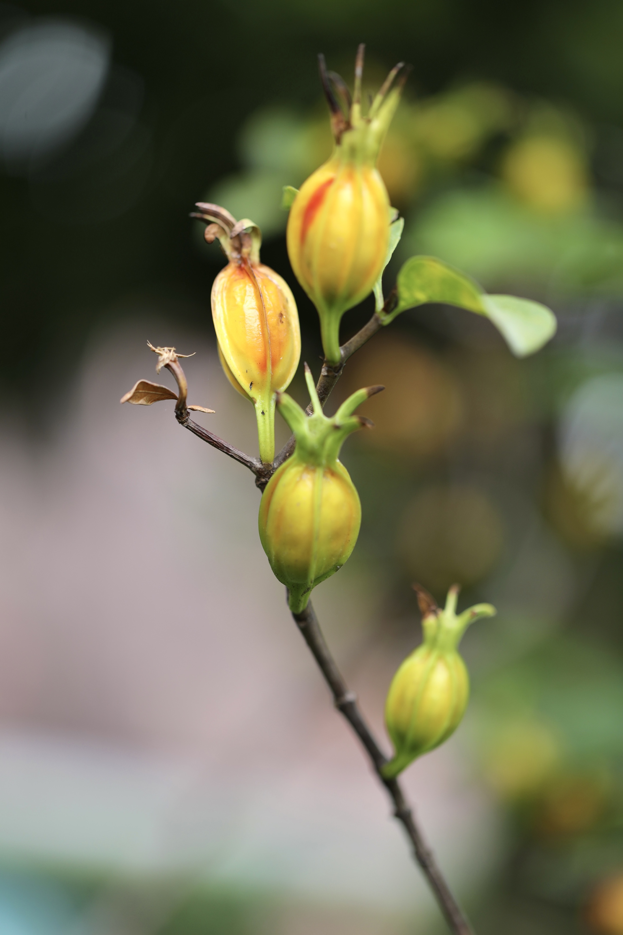 枝枝花果实图片