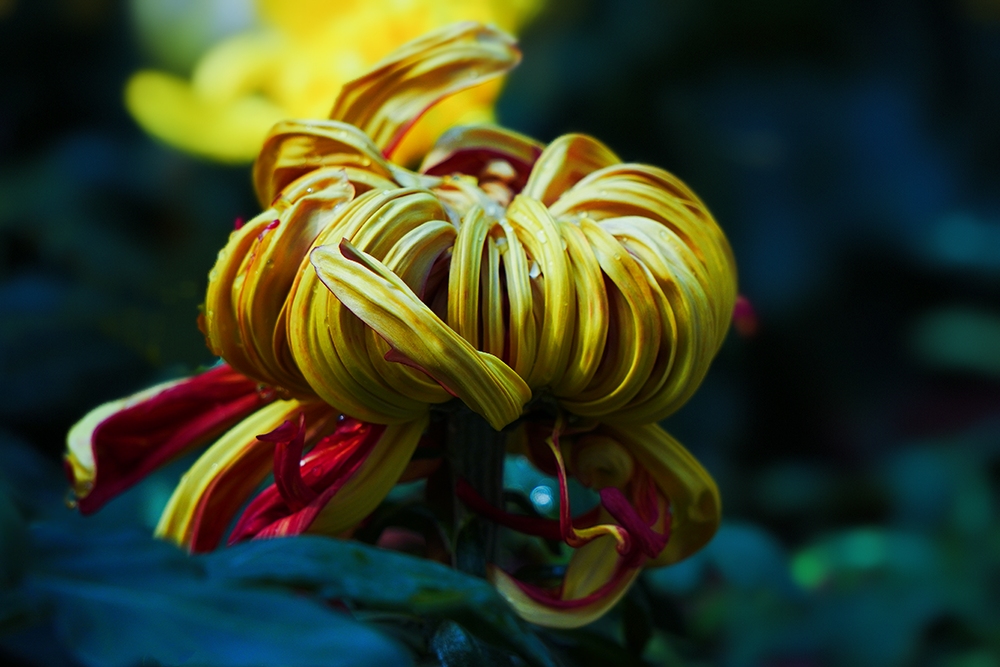 (首发)不是花中偏爱菊,此花开尽更无花