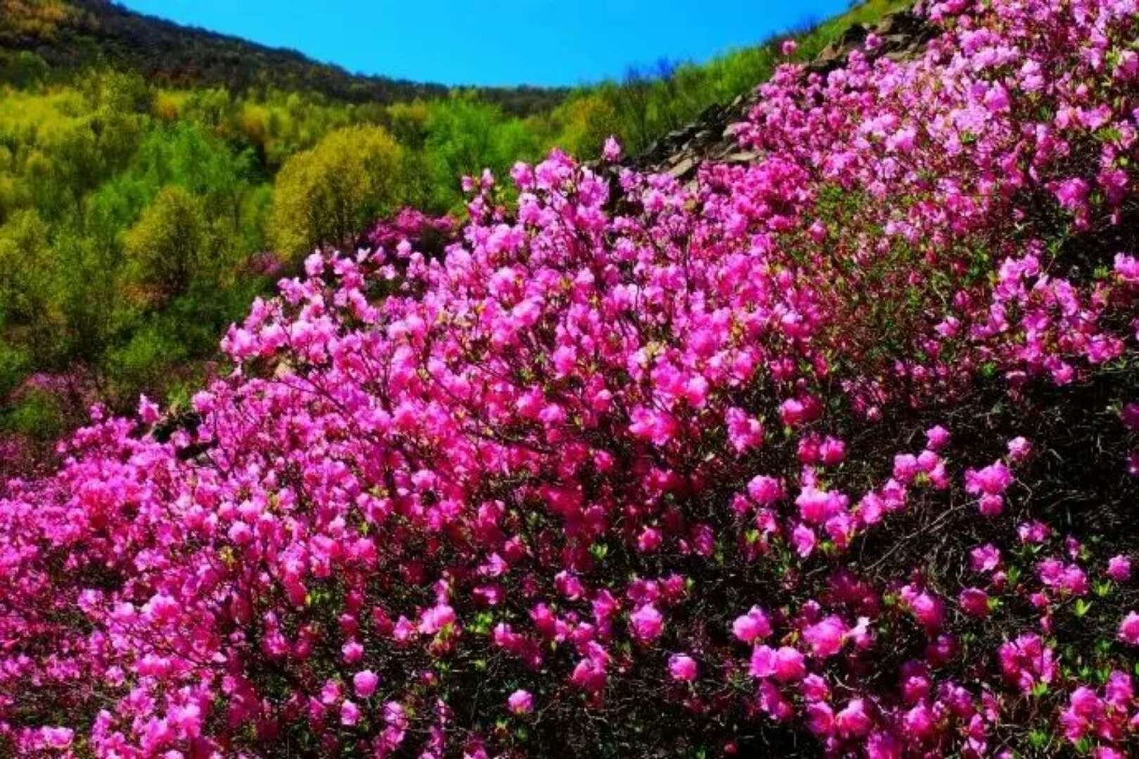 怀柔喇叭沟门映山红盛开图片--网络提供