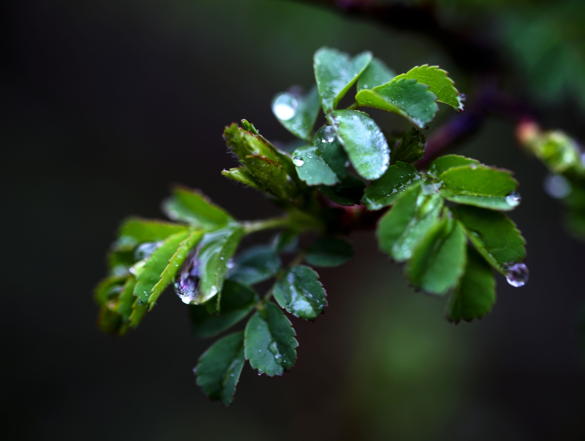 雨中小花