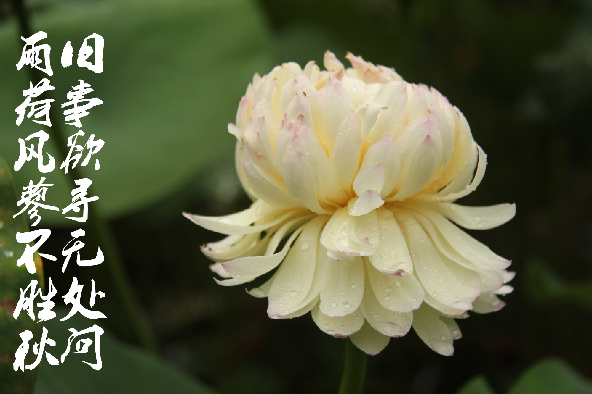 花开半夏,光阴如莲