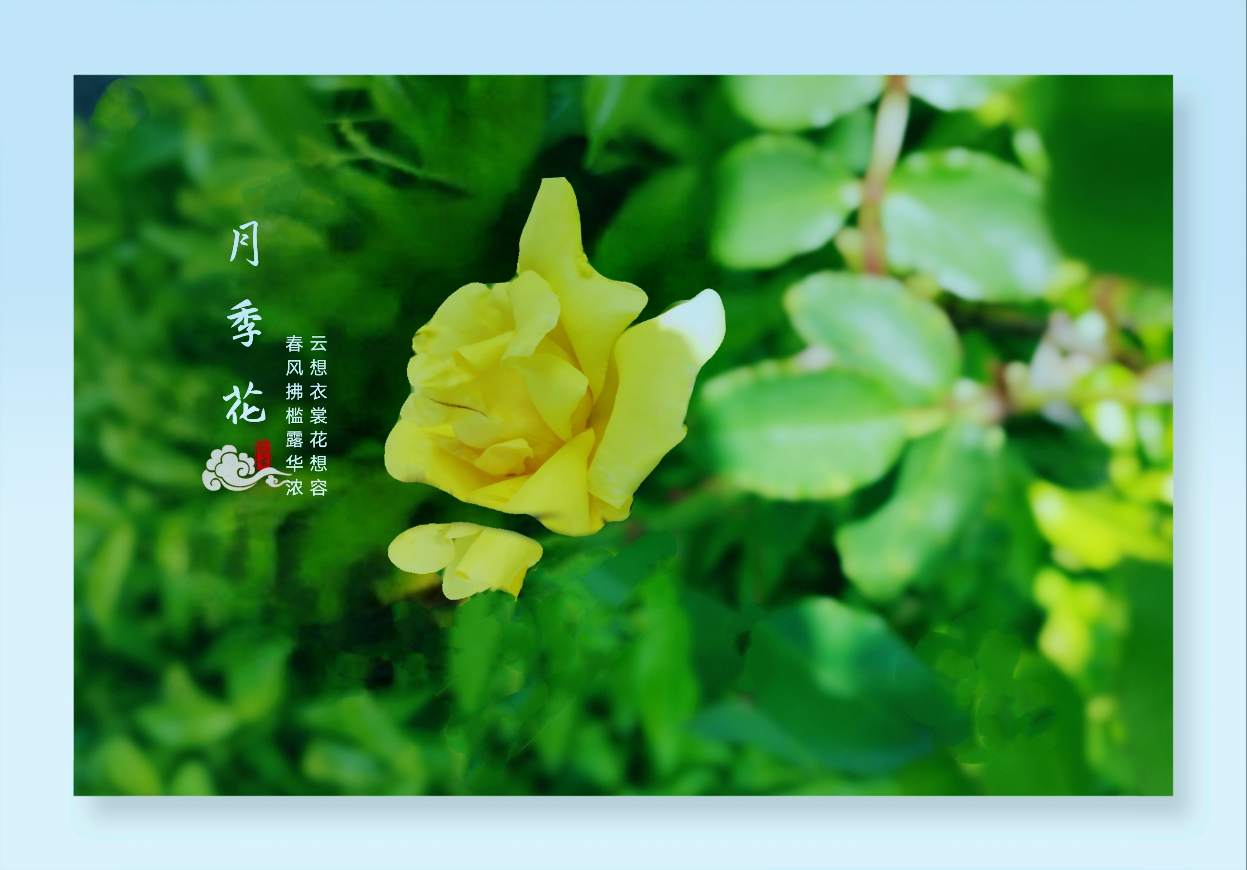 首发花开无语余香阵阵花中皇后月季花