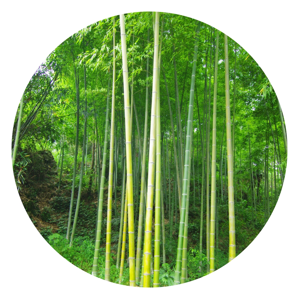 翠竹长青气浩然