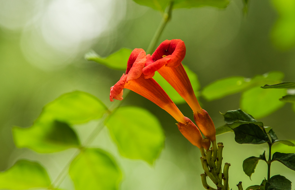 绽放在浅秋时光里的那朵花