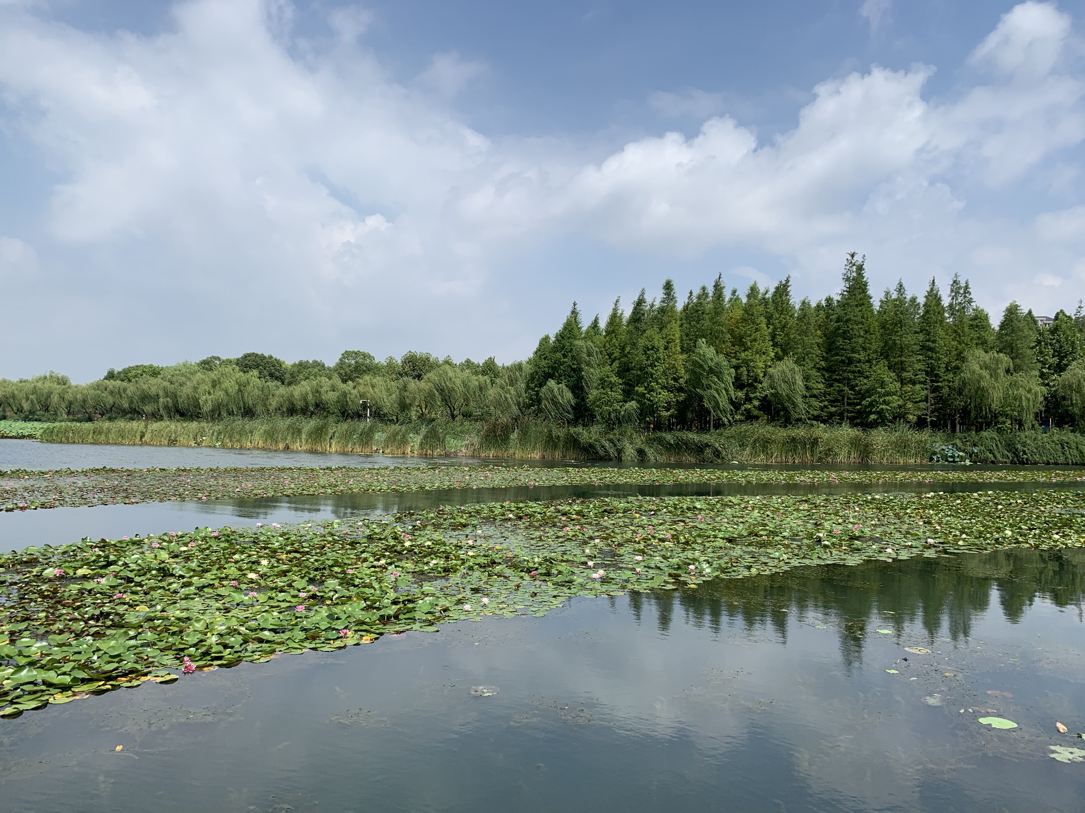 荷风夏韵暨阳湖