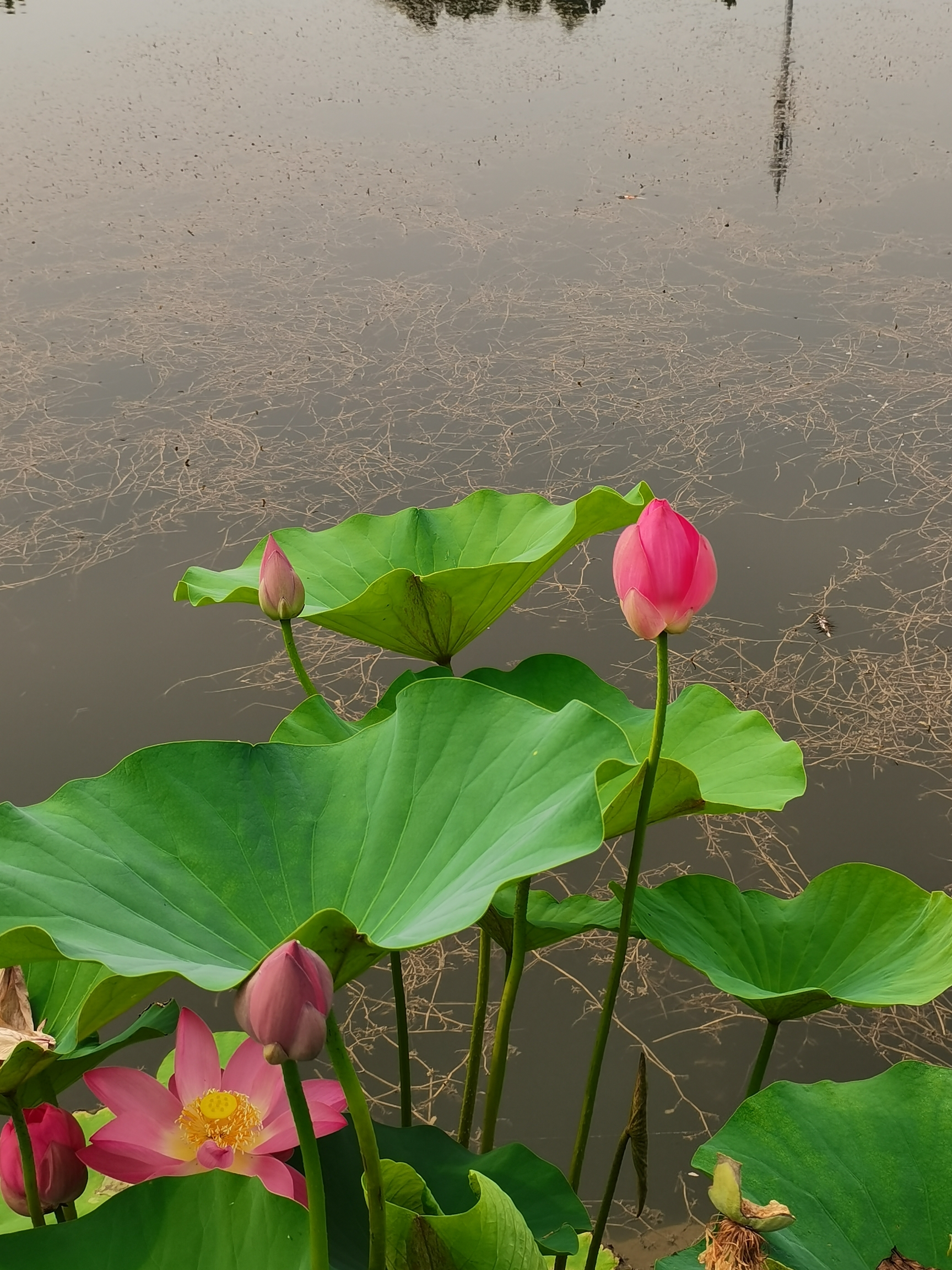 水中璀璨的荷花首发