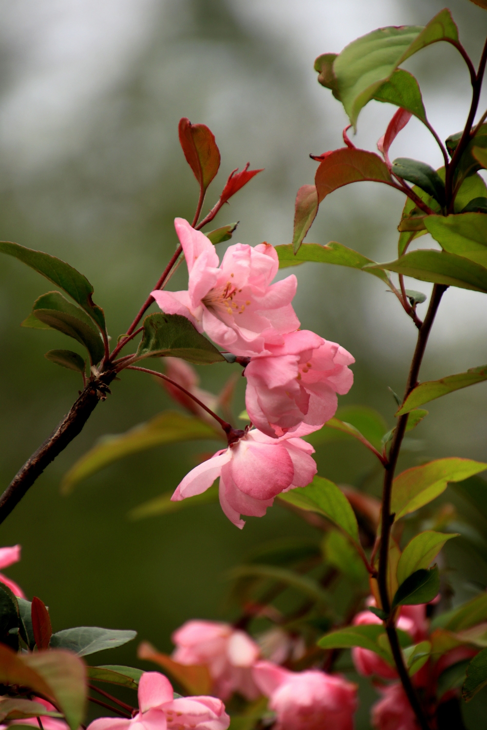 《我的春天又是一年赏花季》海棠不惜胭脂色独立蒙蒙细雨中海棠花篇