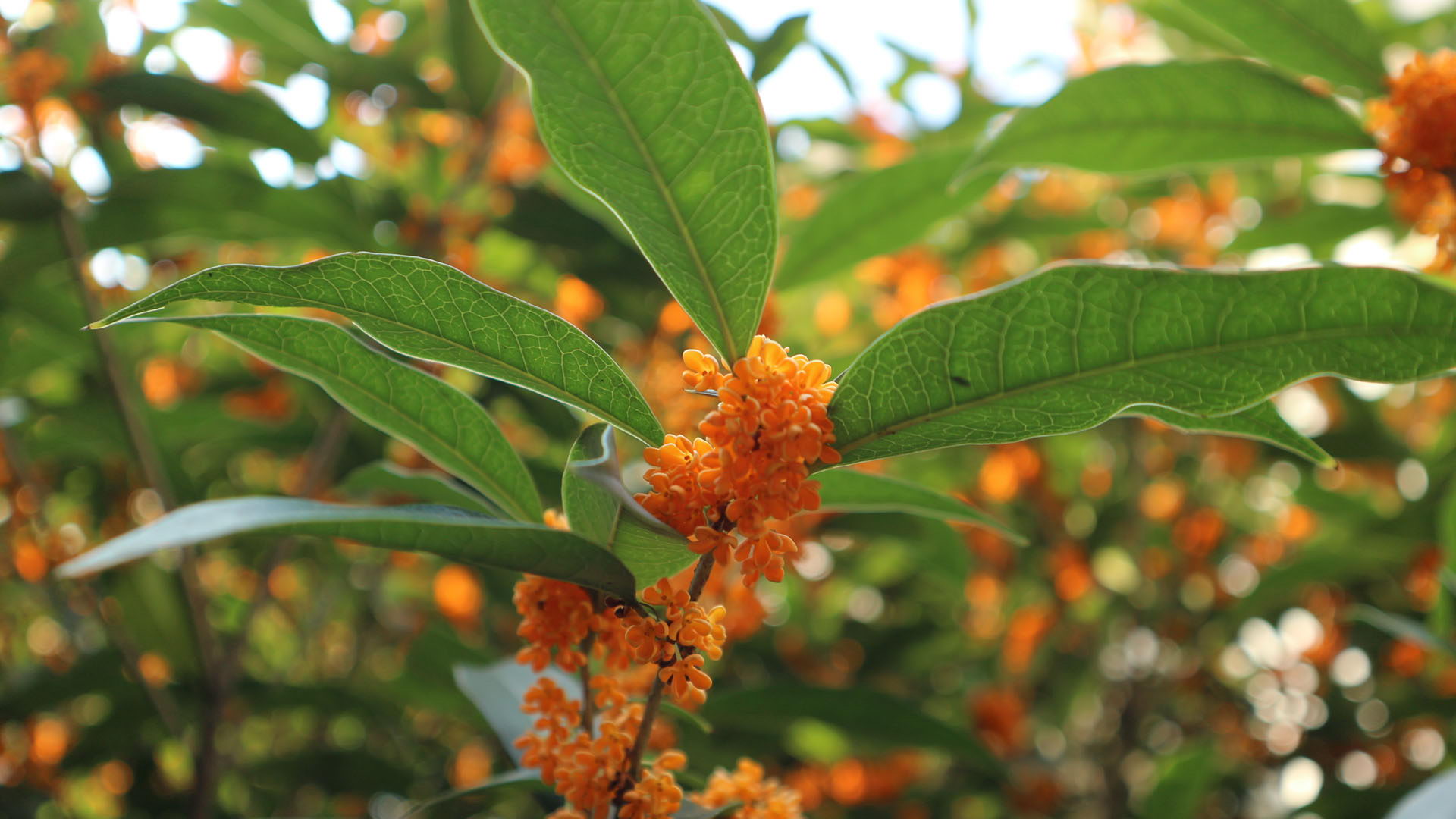 150家中五月落桂子