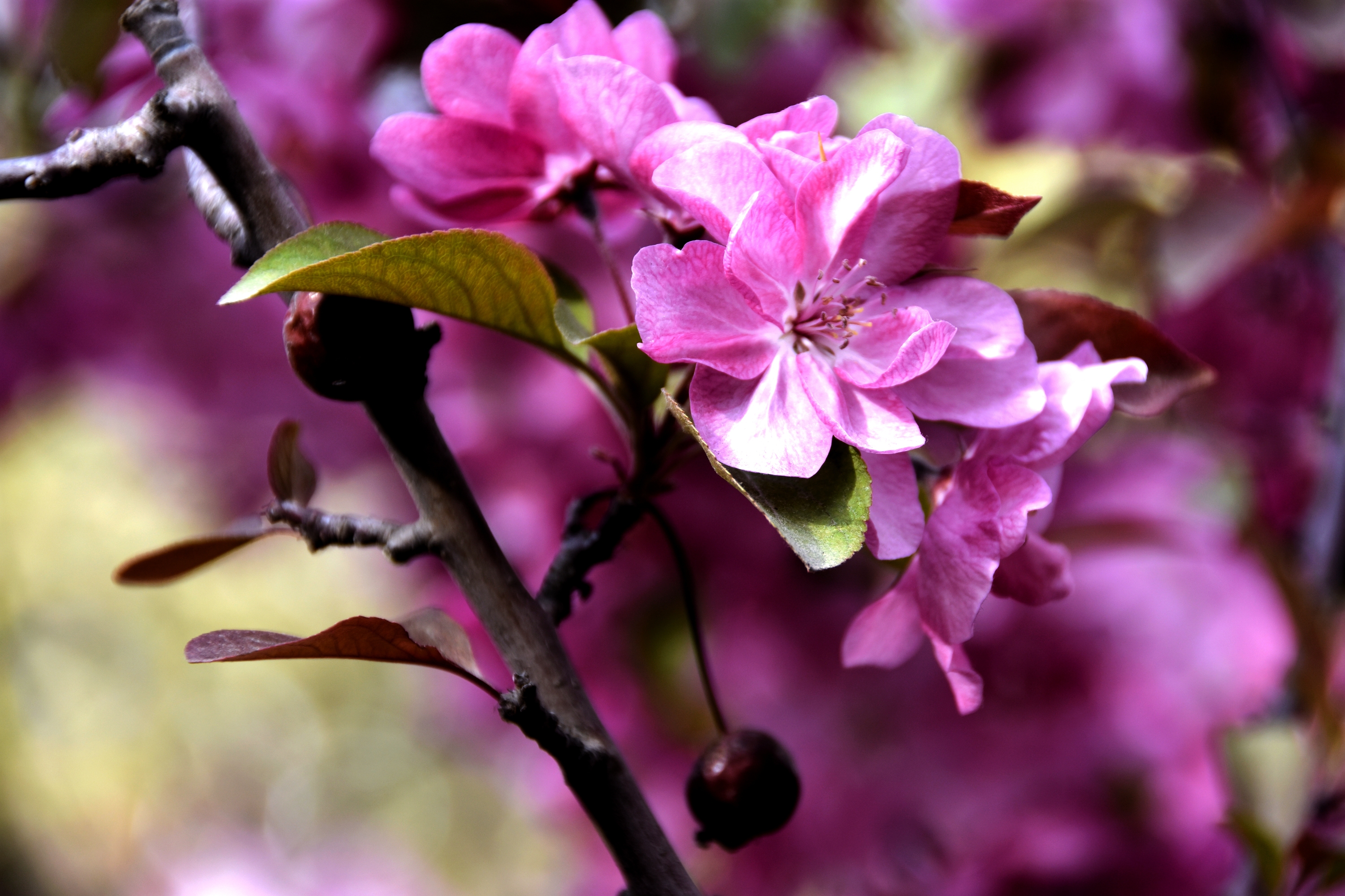 原创首发海棠花在阳光下灿烂宁静向暖