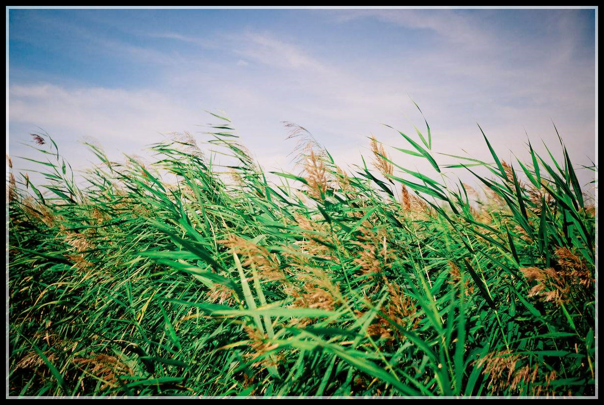 《芦苇的风骨》作者:山之.诵读:莹丽亿番洛瓦