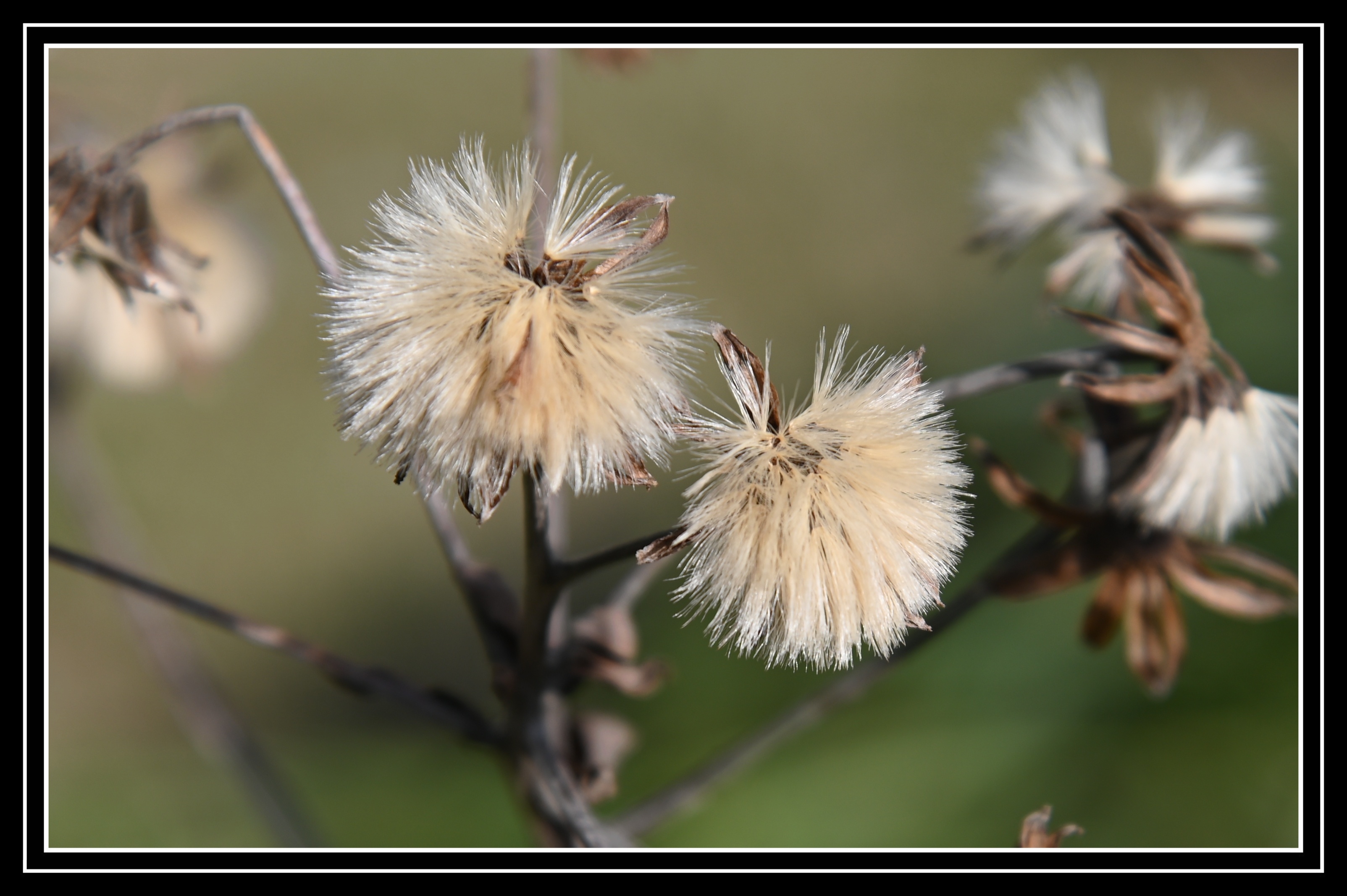 过冬的大吴风草首发