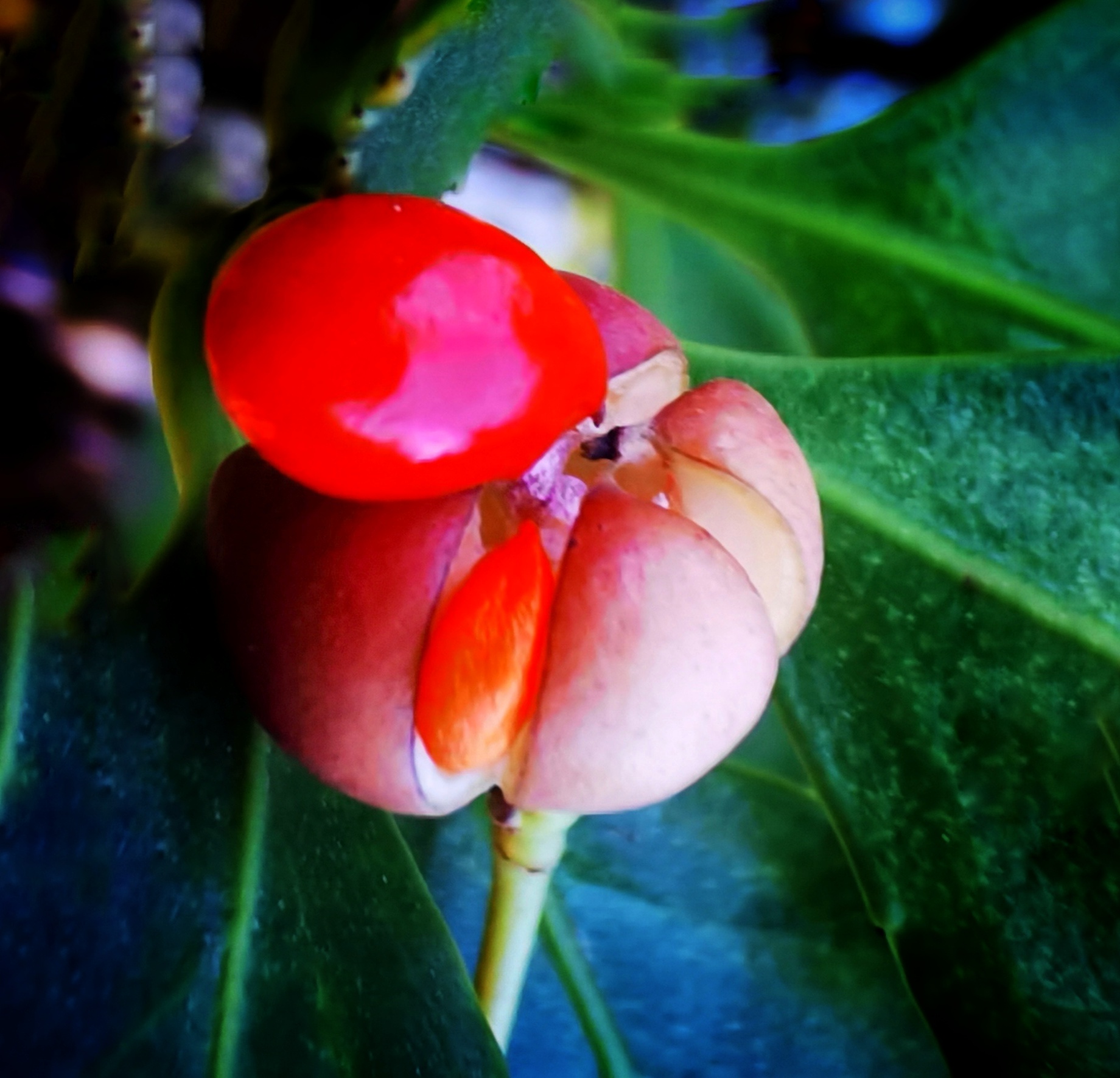 首发慈悲的冬青卫矛